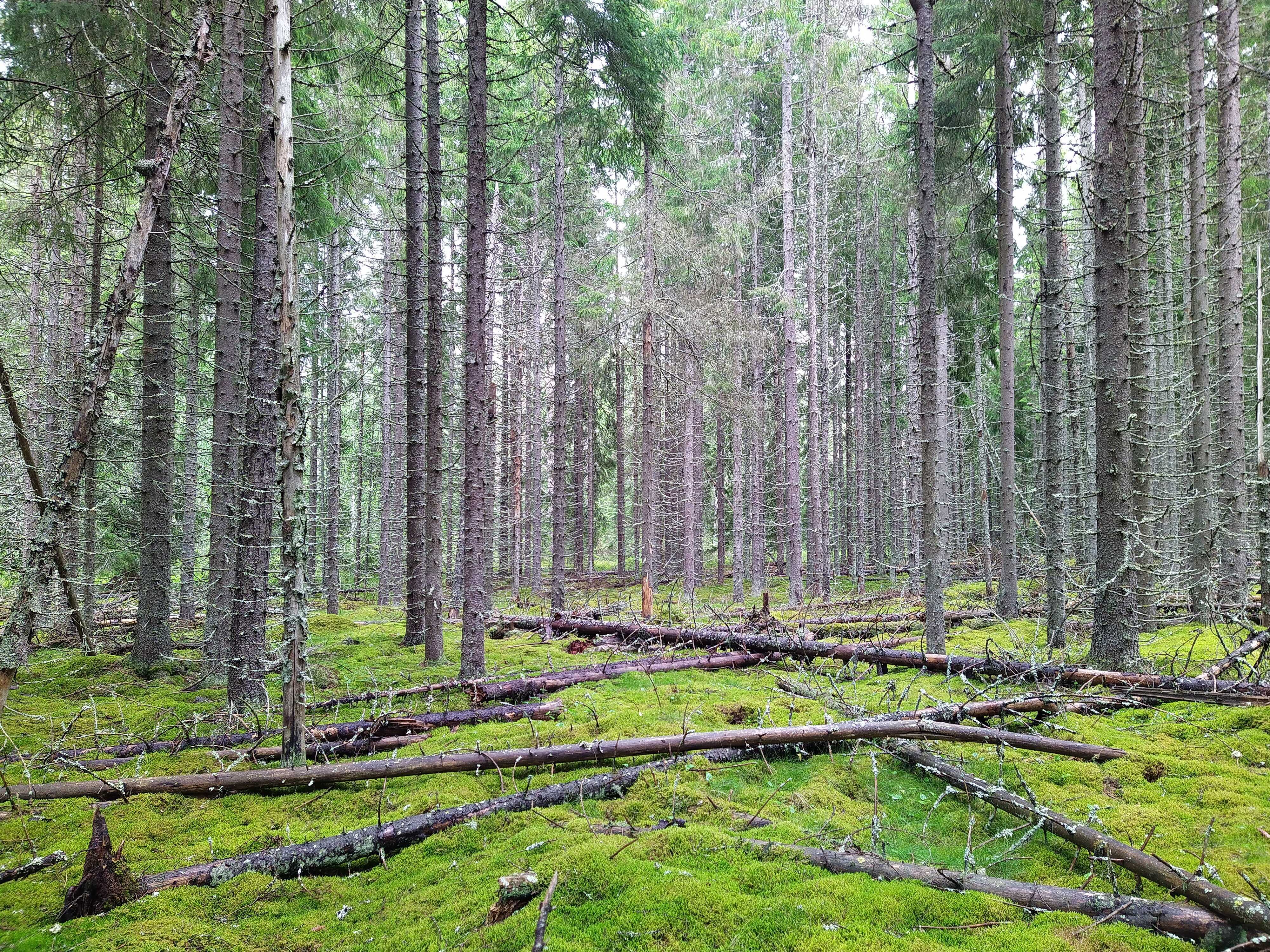 Lauhanvuori-Hämeenkangas Geopark ja kolme elämystä - Visit Lakeus